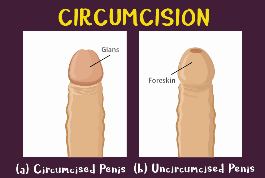Uncircumcised Penis Anatomy Male Reproductiv E System Anatomy Of The Male R...